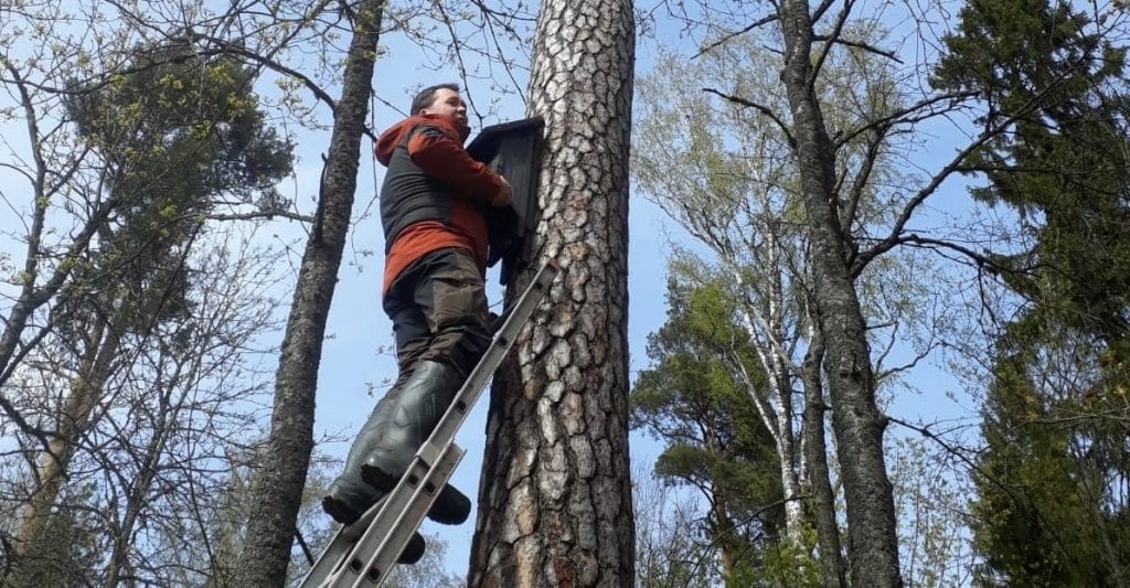 Mies puussa asentamassa lepakkopönttöä.